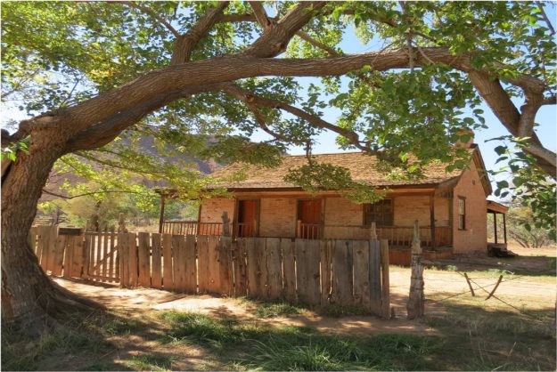 mulberry-tree-23